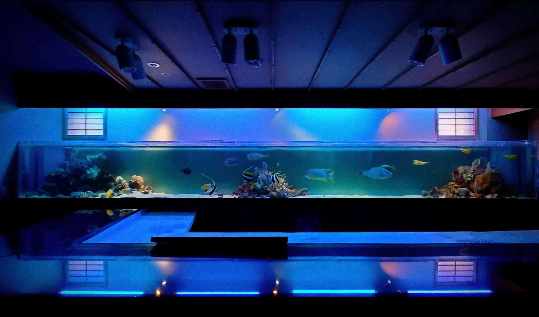 横幅のある大型海水アクアリウムによる横長水槽レイアウト