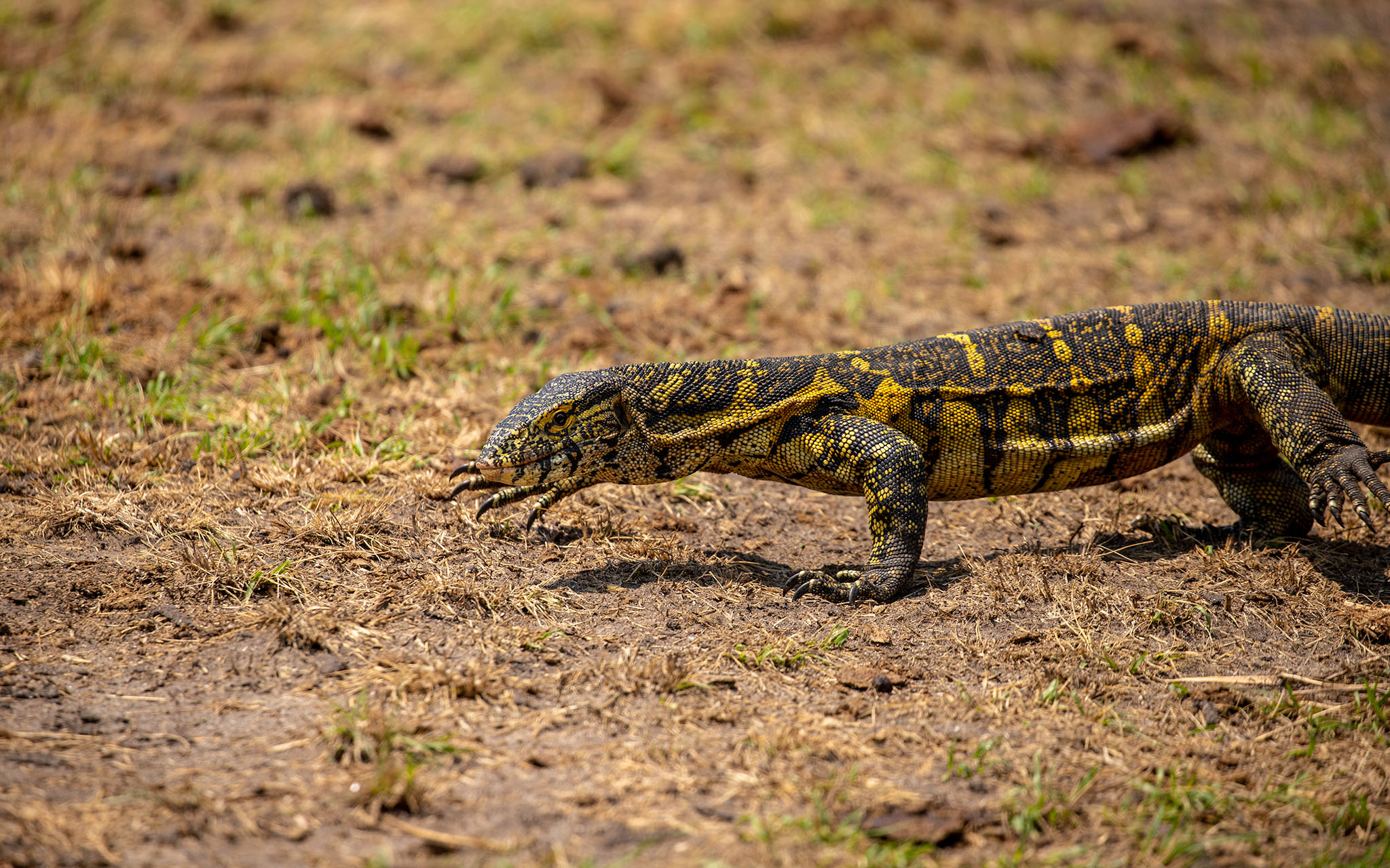 A monitor lizard on the hunt