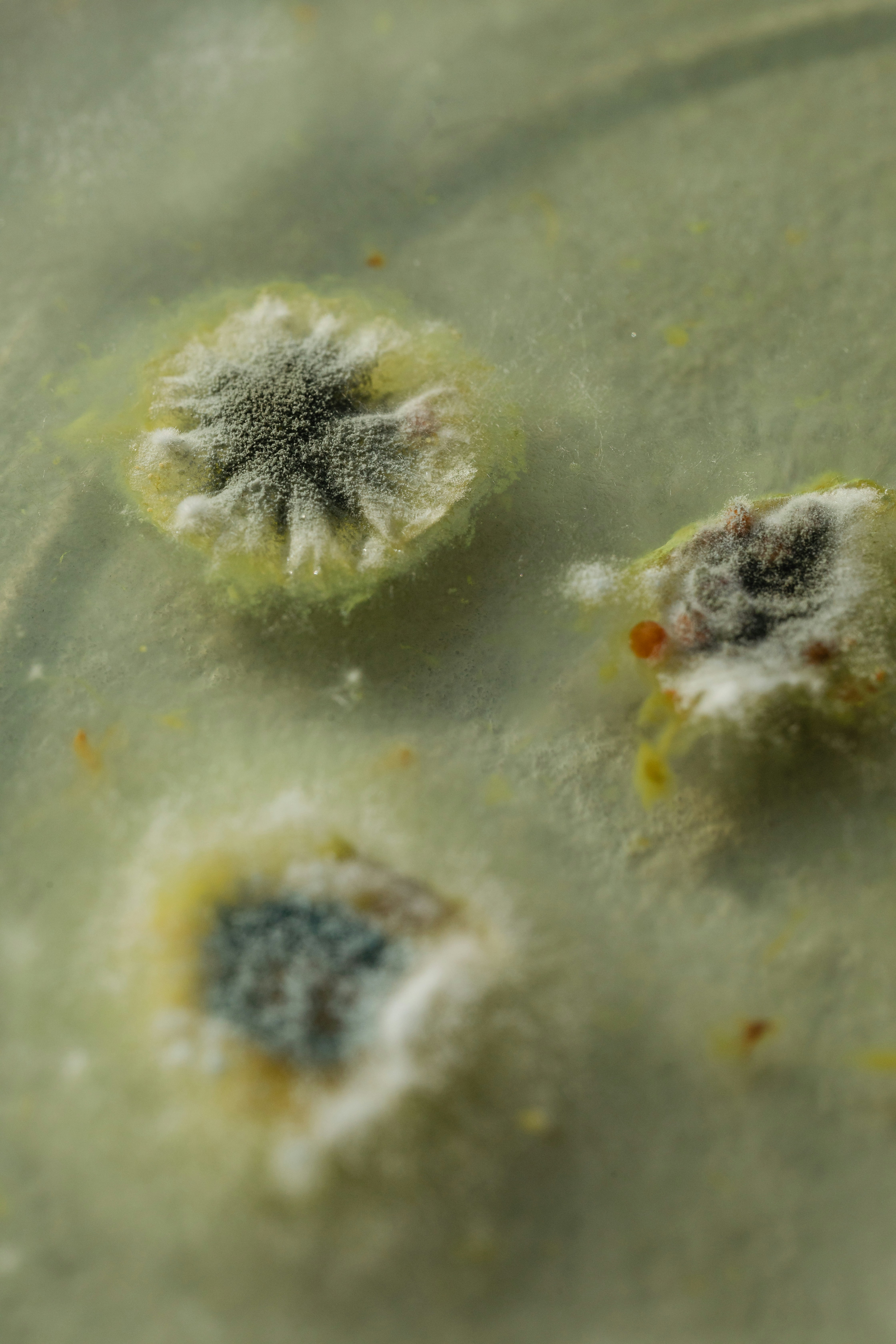 Marysville's #1 Guide to Mold Prevention!