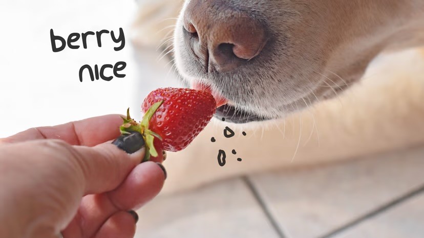 A close-up of a dog sniffing a fresh strawberry held out by a hand, with the playful text "berry nice" overlaid on the left.