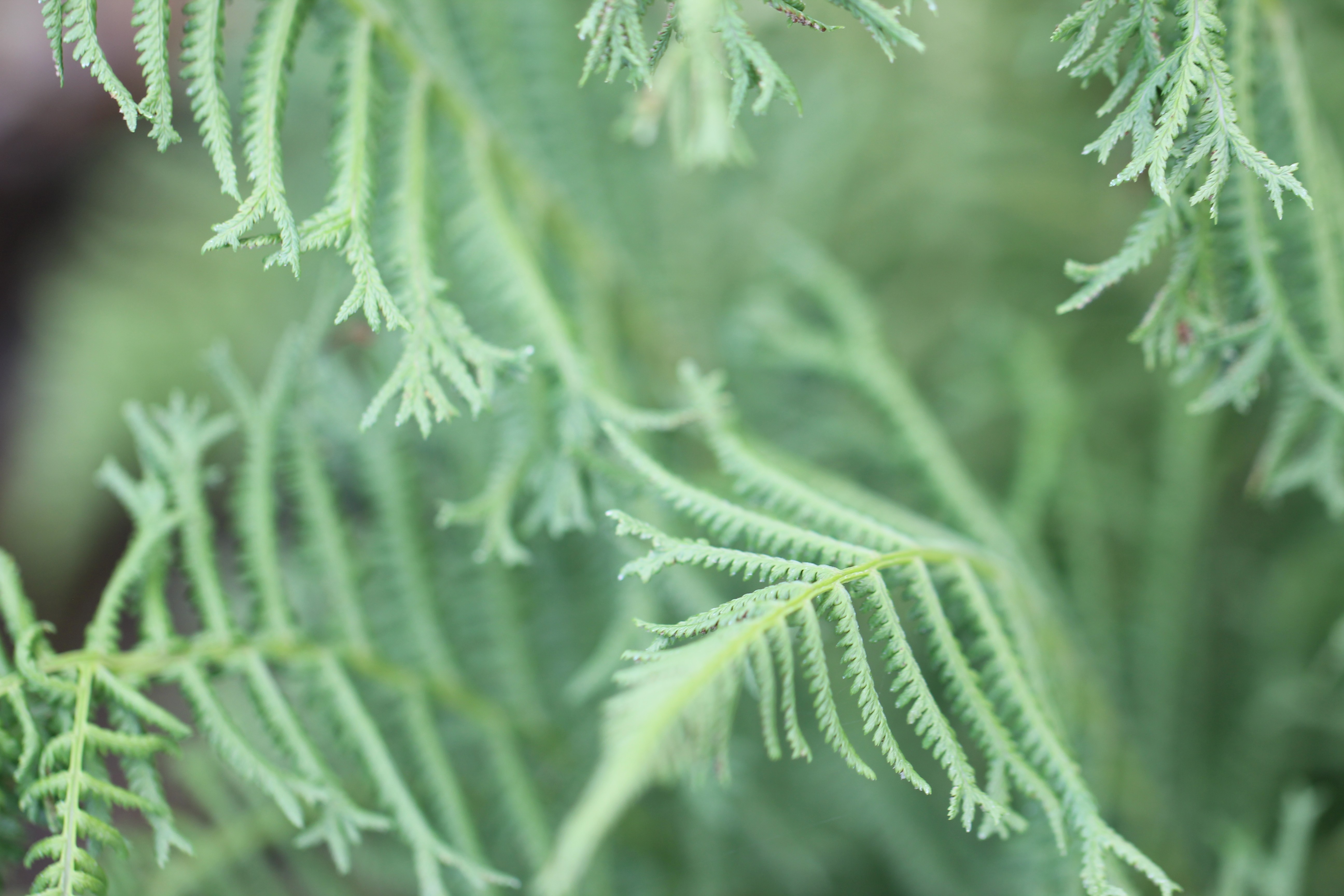 blue sky and white clouds over the sea