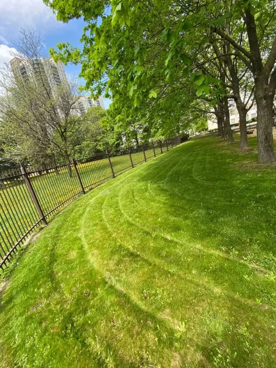 Curved stripes left by commercial mowing near trees and fencing
