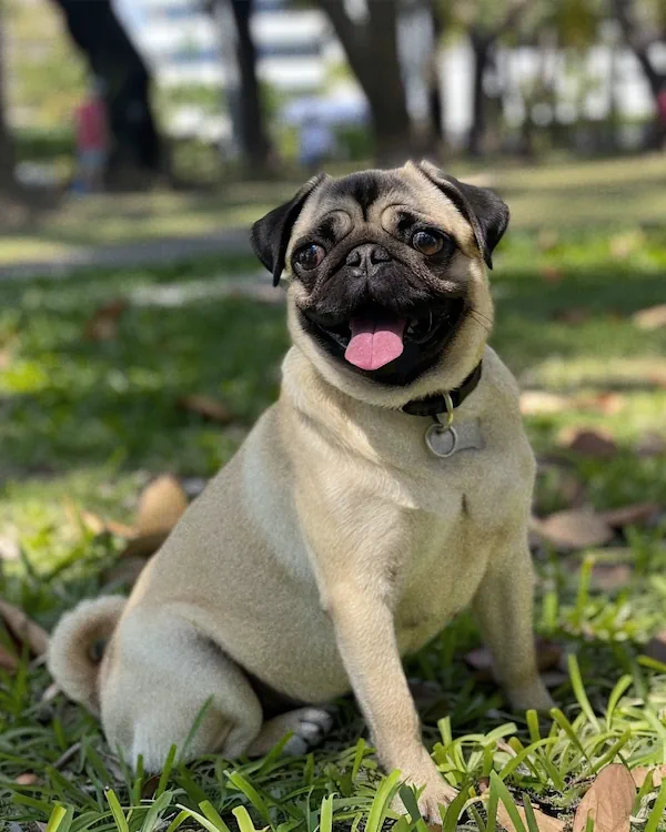 A Pug sitting on grass looking to its right