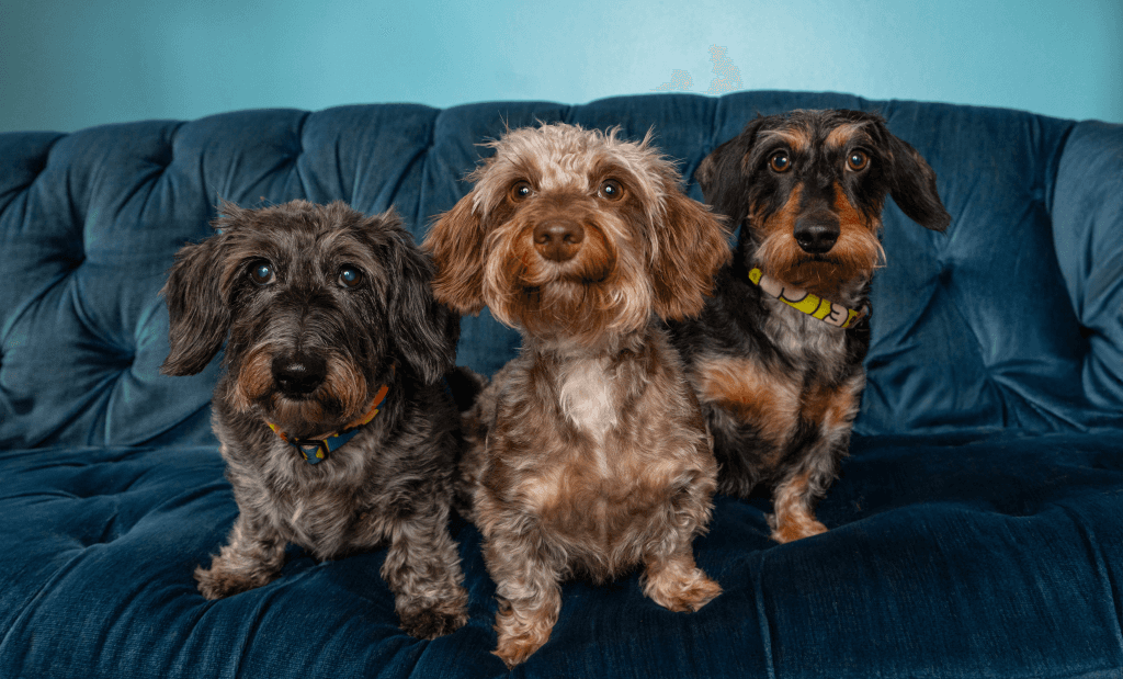 Three wire-haired dachshunds on a blue sofa