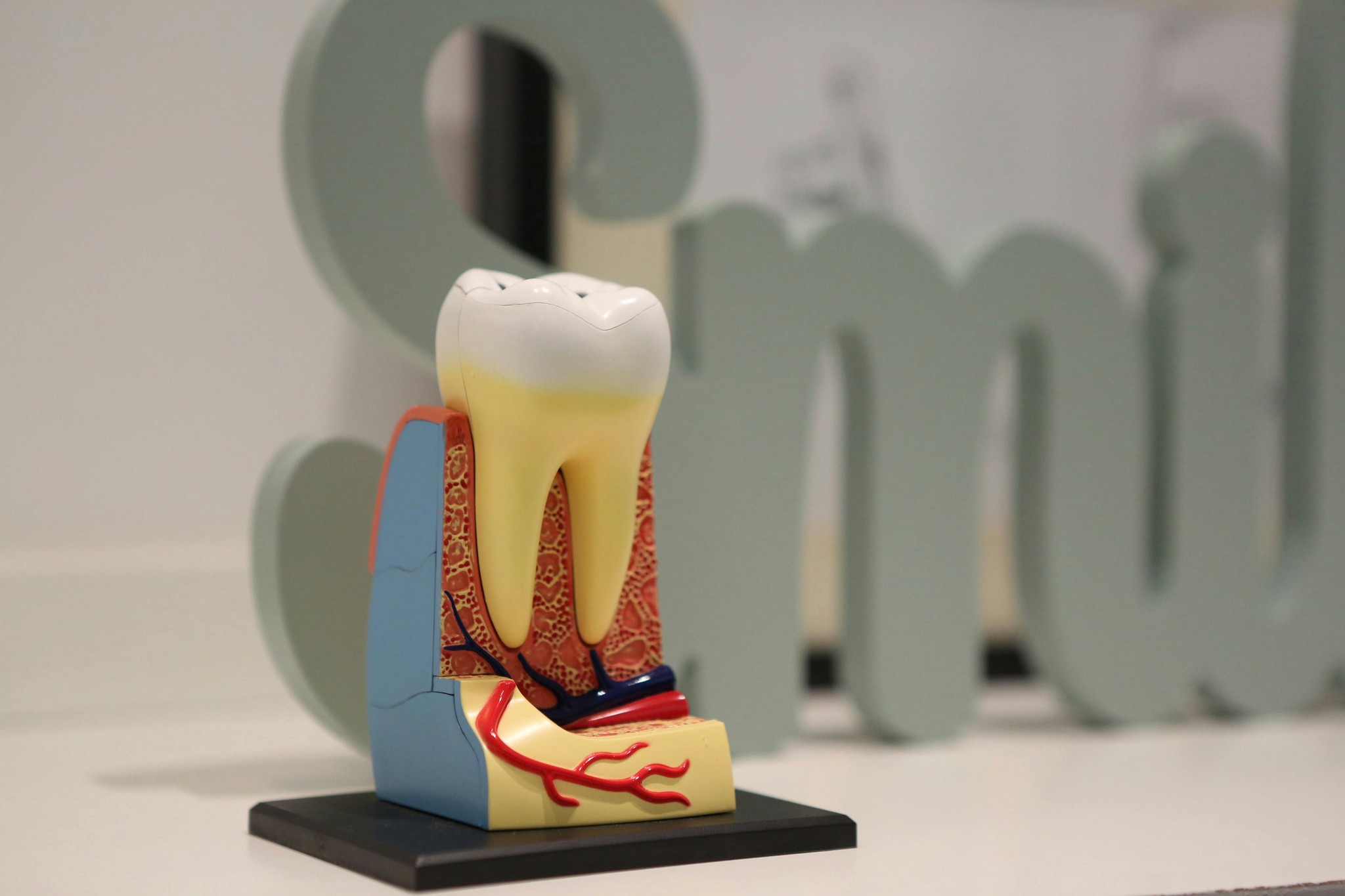 Picture of a plastic model tooth