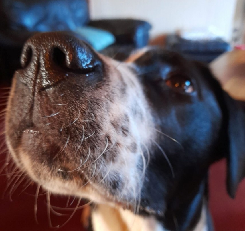 Close-up of a black and white dog's face, focusing on its nose and whiskers. The background is a blurry living room setting, conveying warmth.