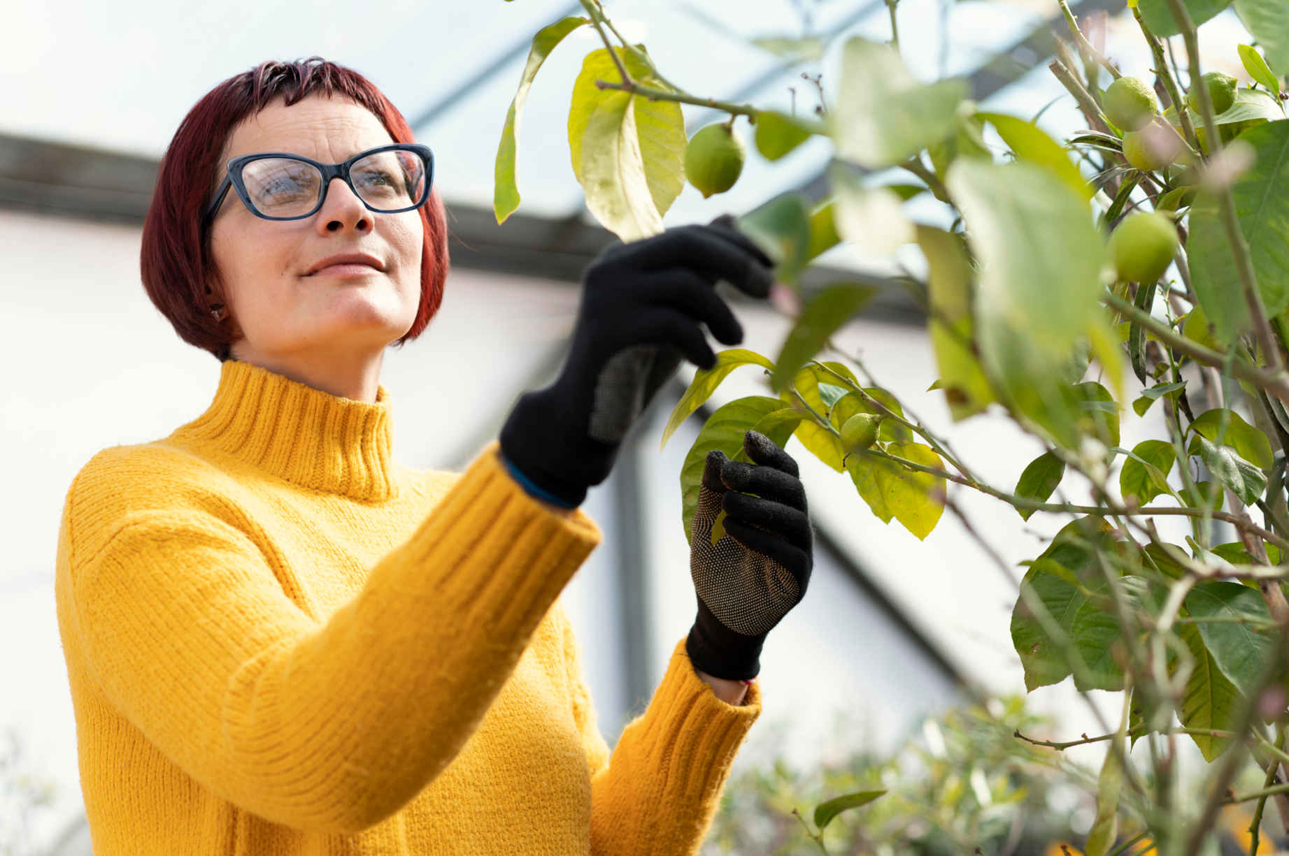 plant leave turning yellow