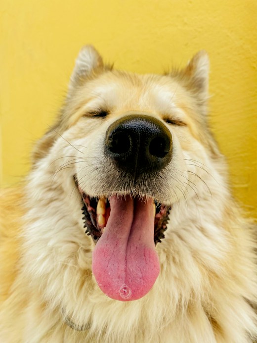 A happy dog