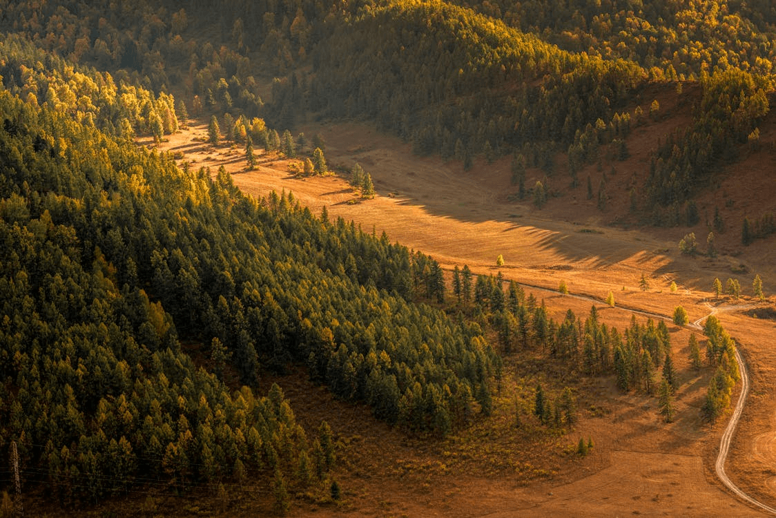 Forest landscape representing nature-based climate solutions