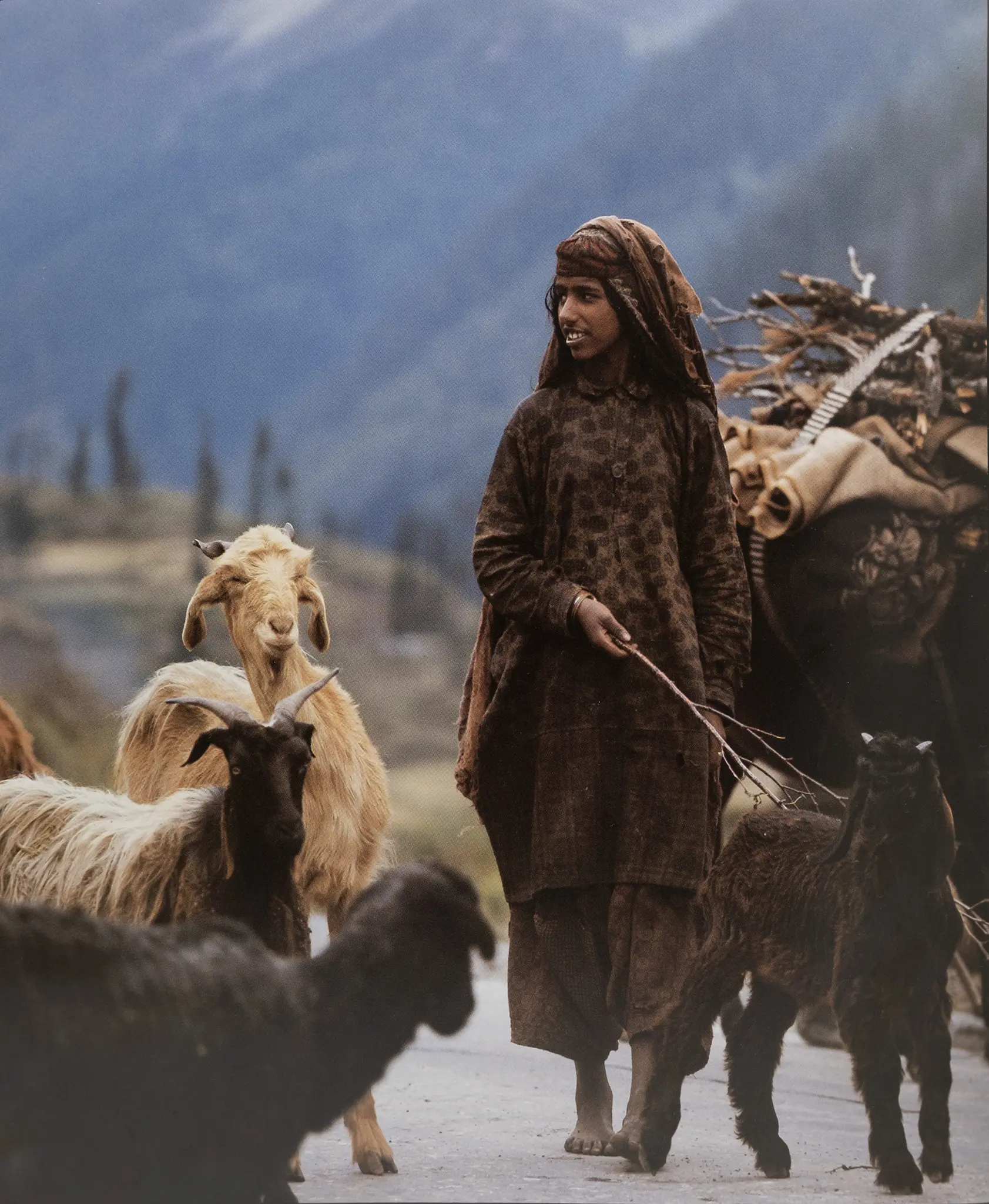 Cashmere goats in Afghanistan – origin of the fine fibres used by Annapurna for Aida Barni knitwear.