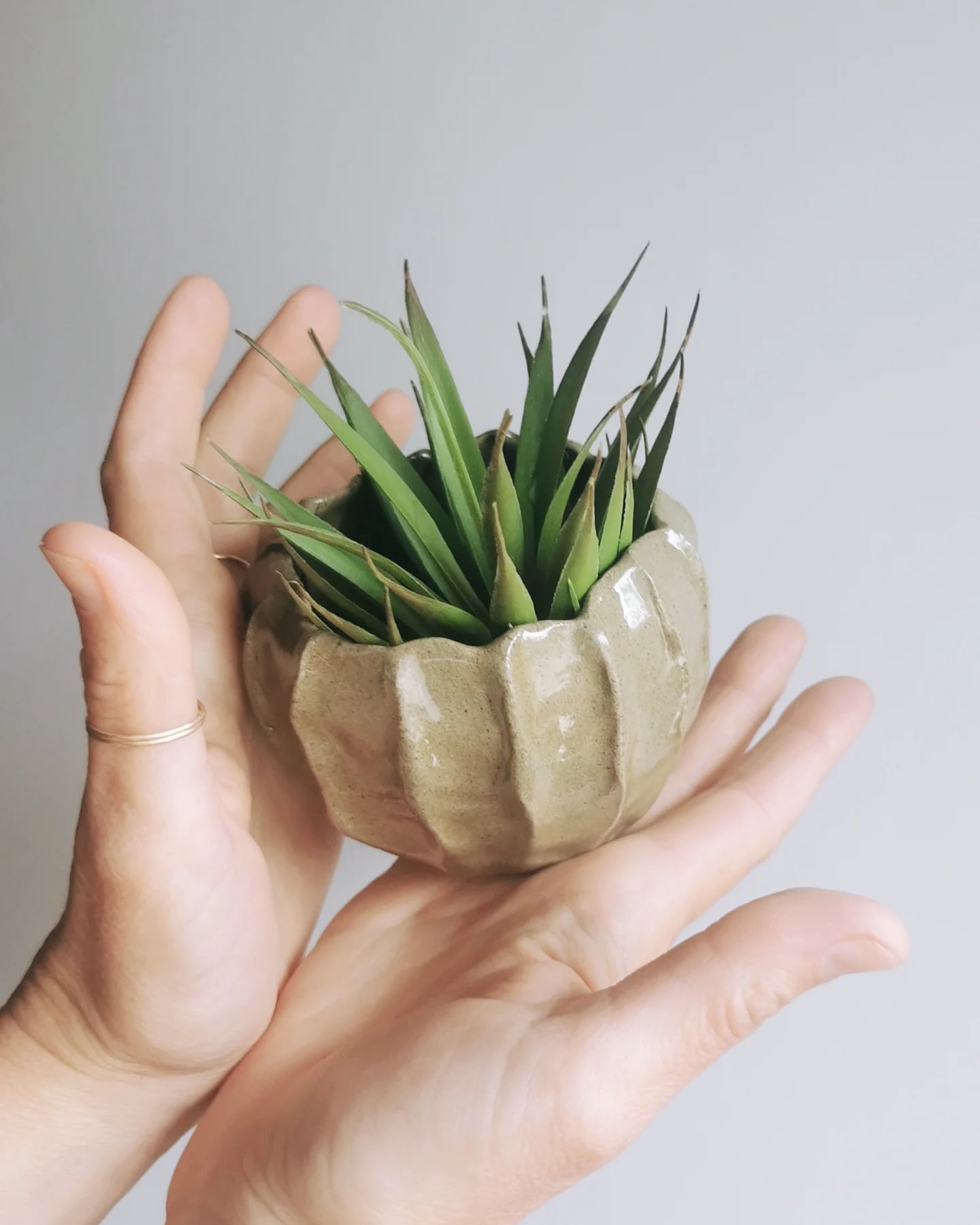 Petite coupelle céramique texturée émaillée beige avec succulente, pièce unique faite main. Guérande