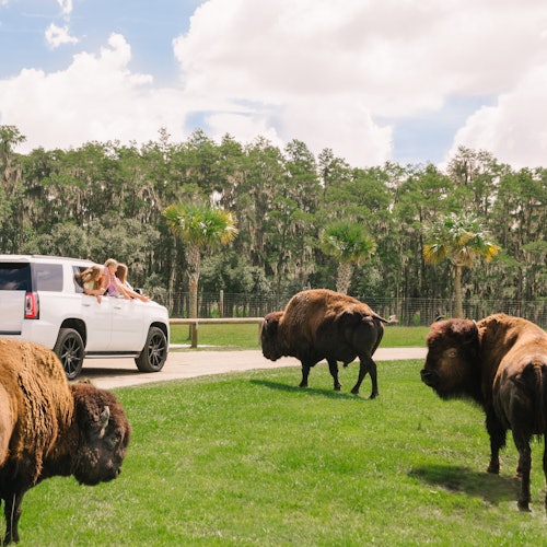 孩子們從一輛白色的SUV中觀賞在有棕櫚樹和森林背景的草地上奔跑的野牛。