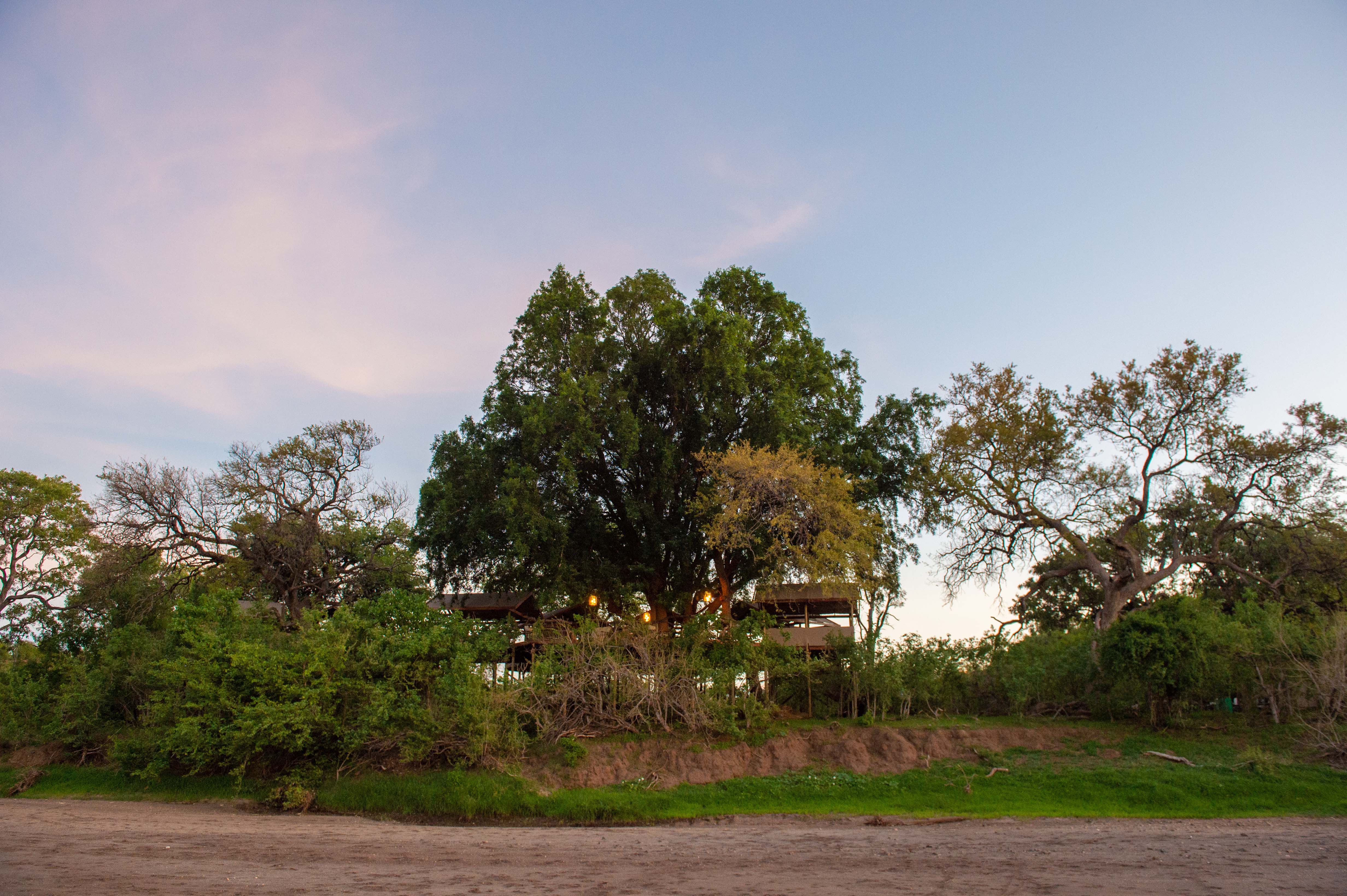 African Explorer, Botswana. Tree Camp ligger inbäddat bland mashatuträd vid flodkanten och är en ikonisk del av safarin – en plats där natur och komfort möts.