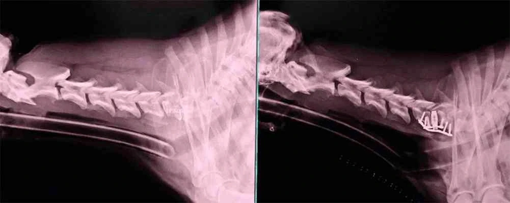 CT scan used in veterinary orthopedic surgery to plan a Cervical Spondylomyelopathy.