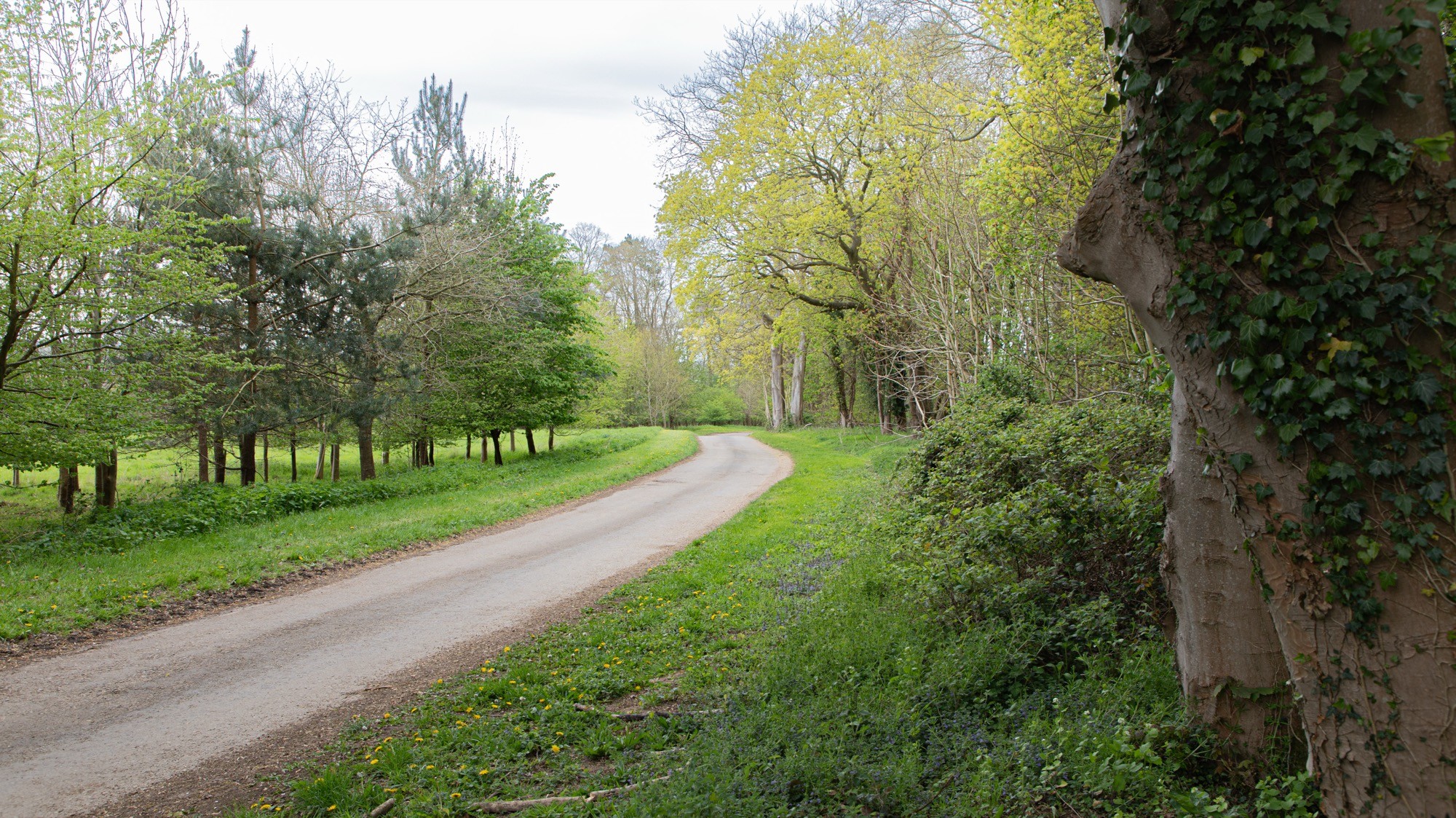 Two classic volkswagen beetles, one green, one cream.