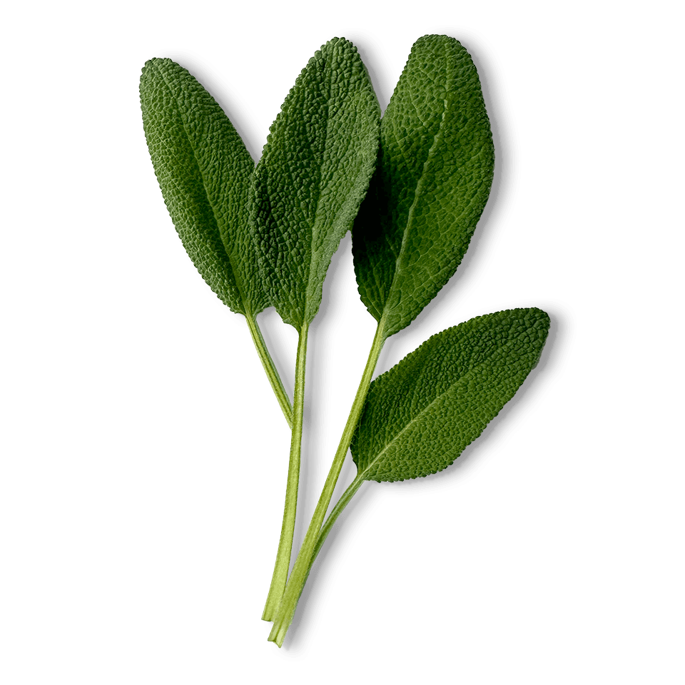 Sage leaf, freshly picked
