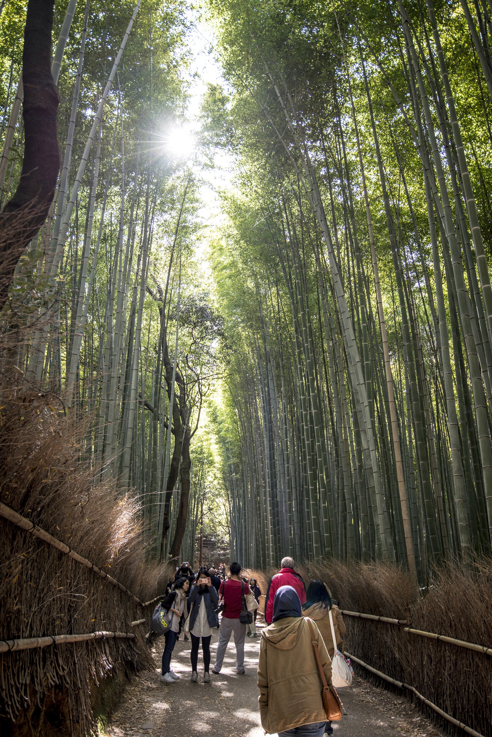 Arashiyama Bamboo Forest