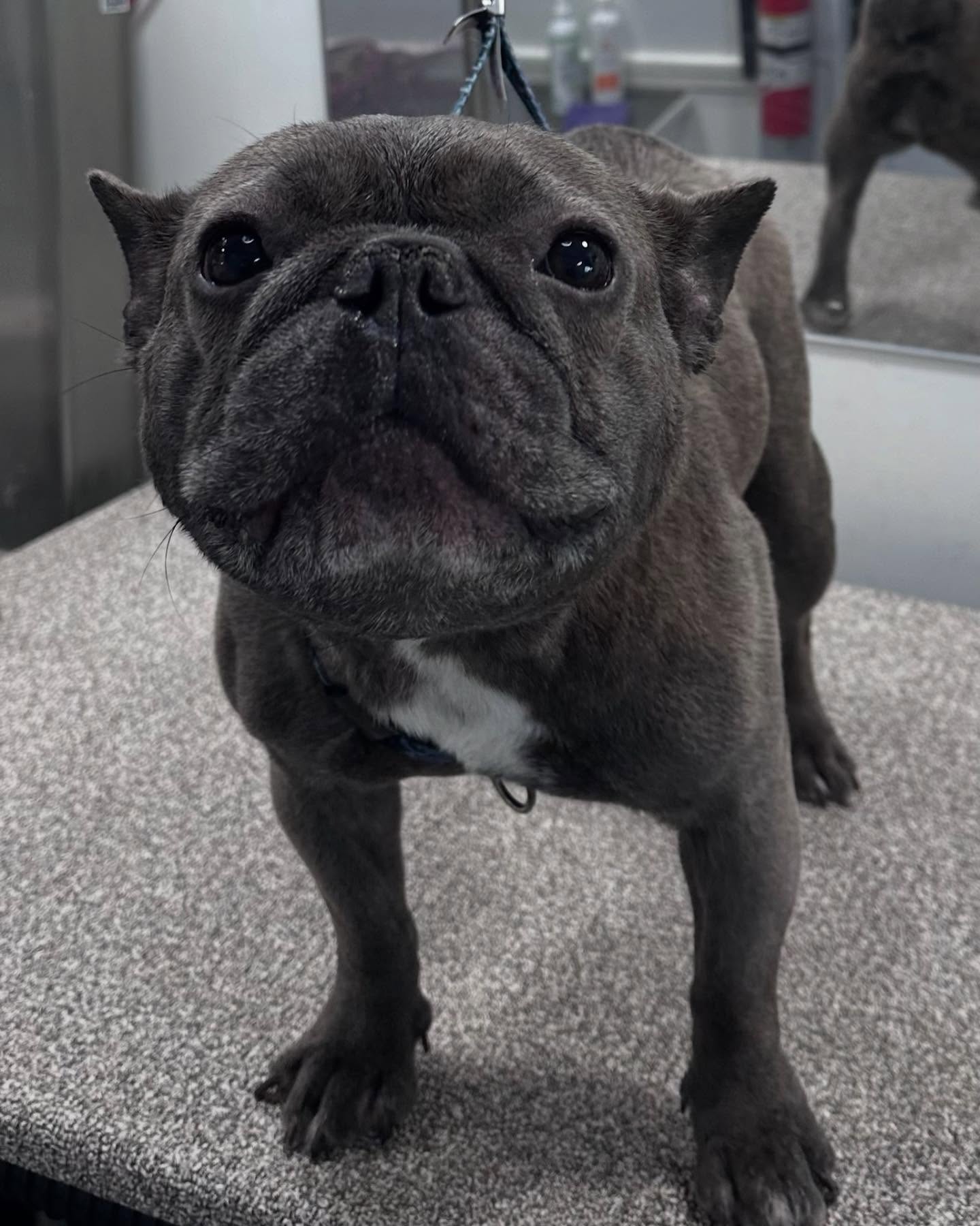 French Bulldog after professional grooming in Irvine, Orange County
