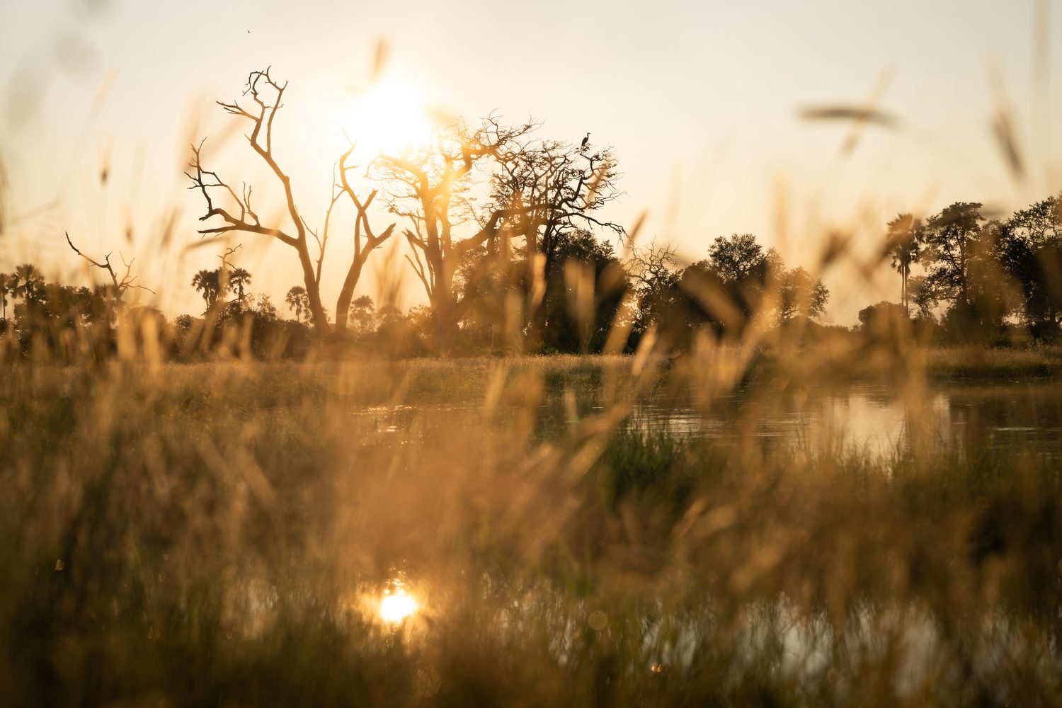 Golden grasses catching low sun along a Delta lagoon