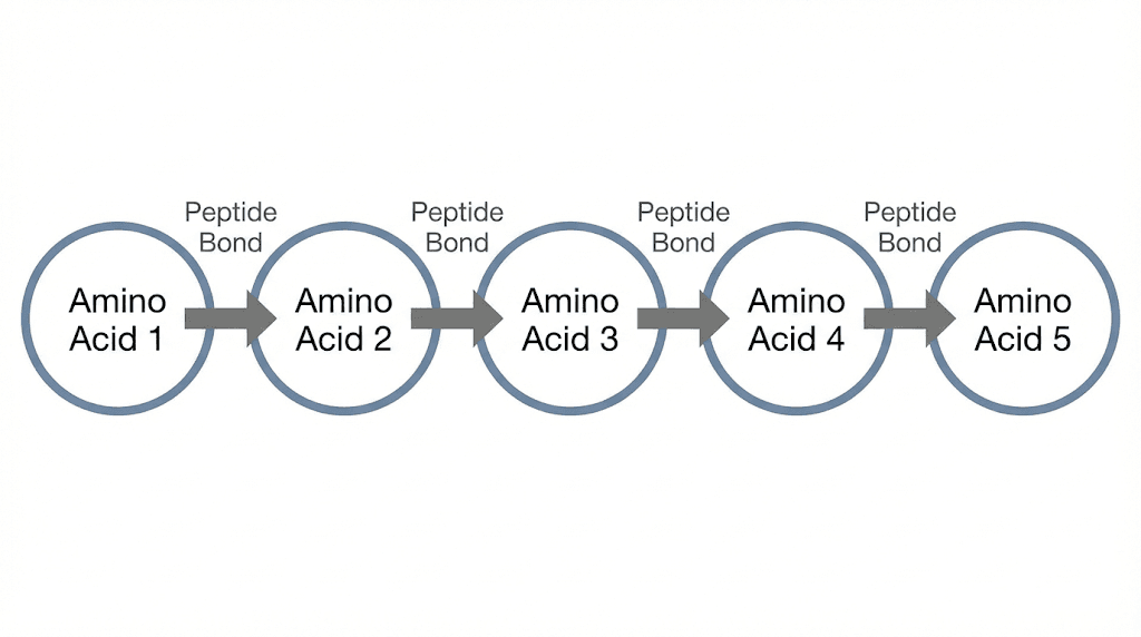 Four peptide bonds connecting five amino acids in pentapeptide structure