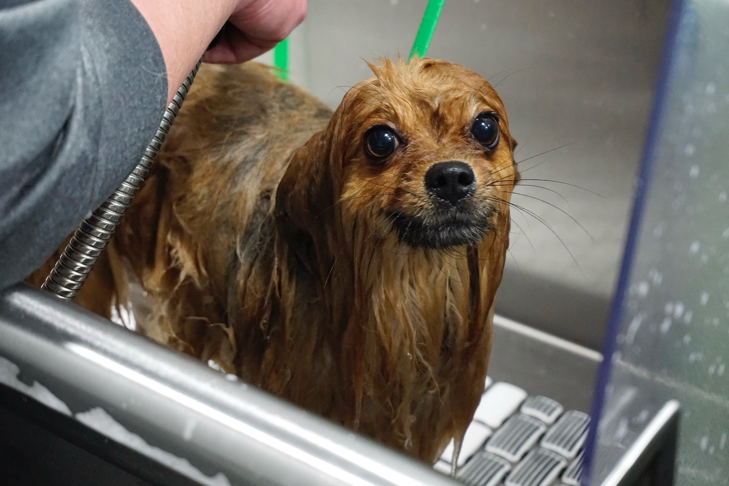 A brown dog standing in a grooming tub with a groomer holding a leash in Charlotte