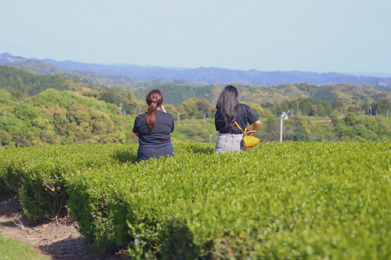 Exploring Japanese tea fields to learn more about matcha