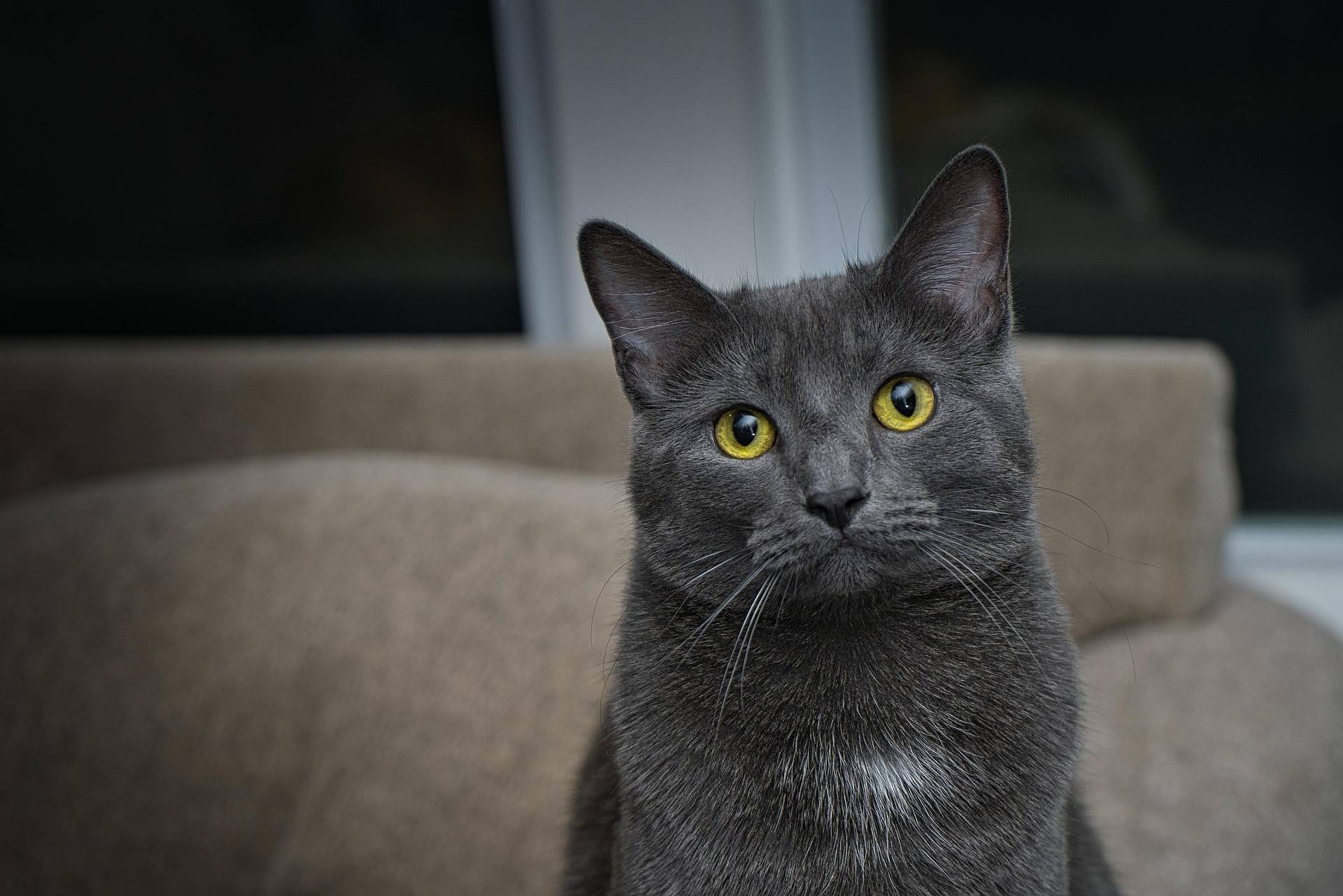 Chartreux Diet and Nutrition