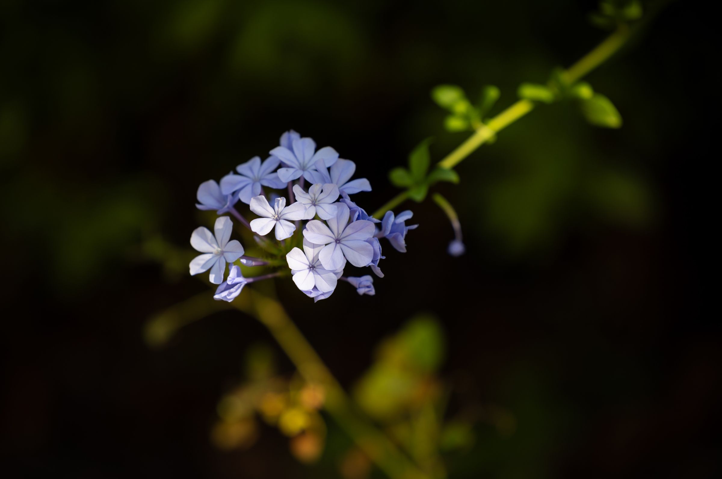 Blue Plumbago