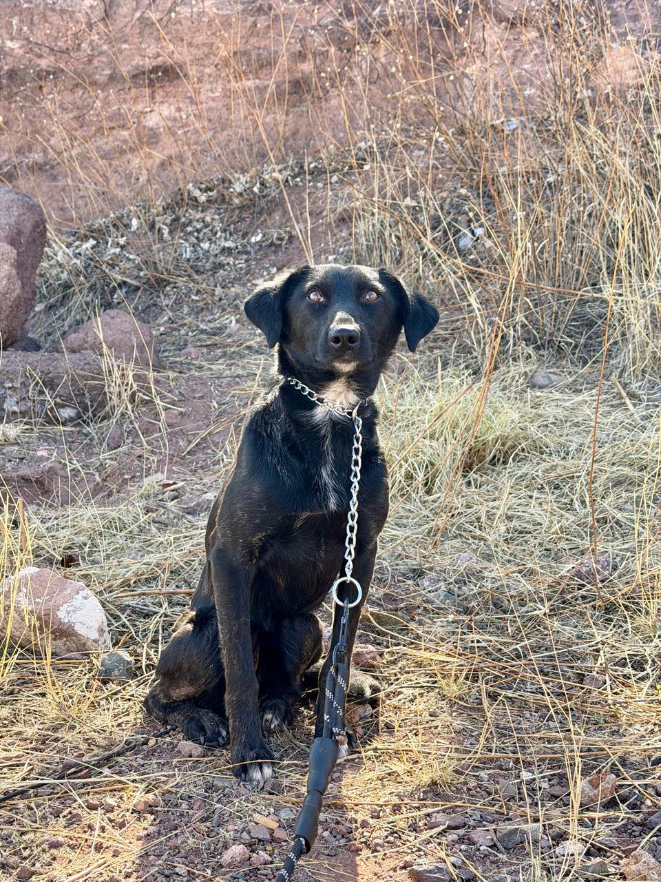 Dog photo