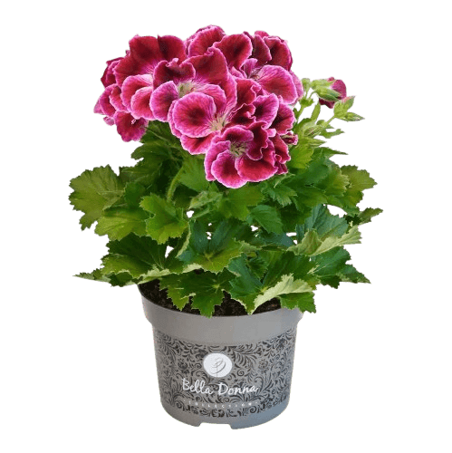 Pensioenbeleggen vergelijken voor zzp'ers