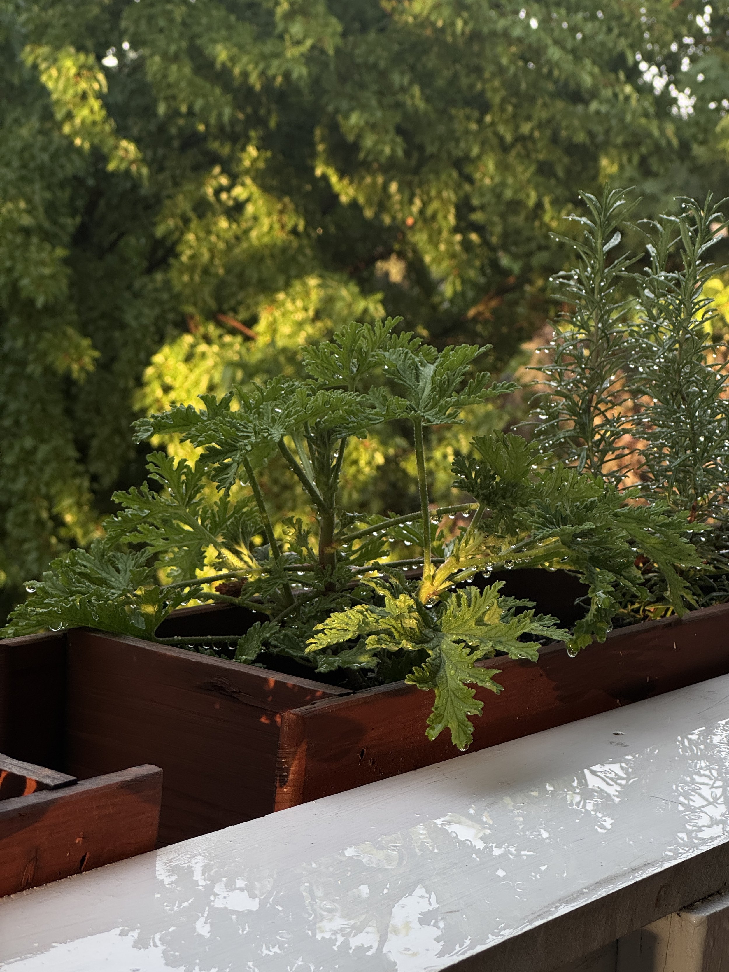 Women In Garden