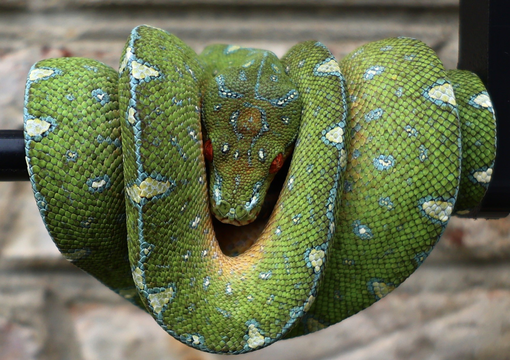 Replace with specimen photo