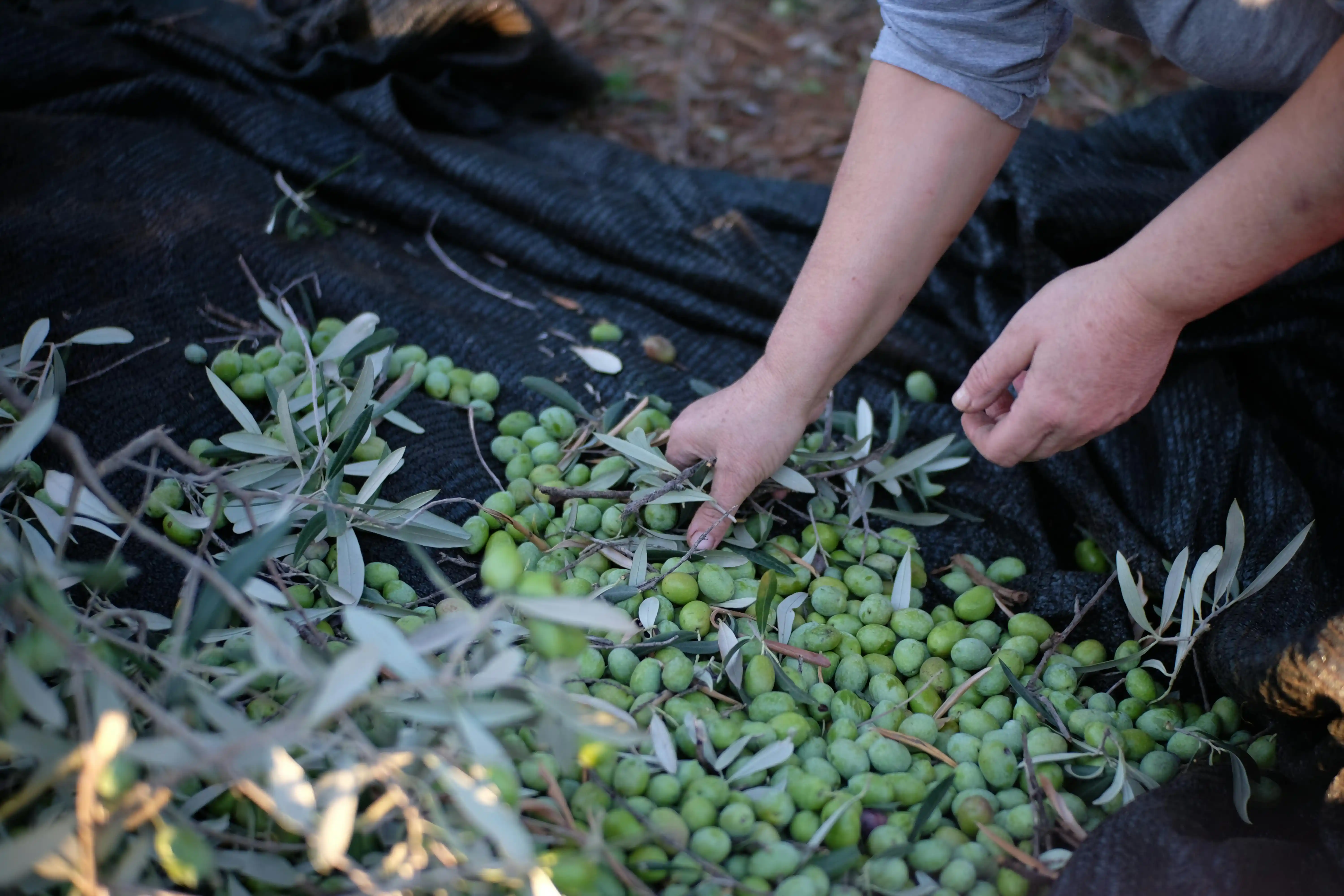 Harvesting Koroneiki variety olives by hand on nets in Filiatra Messenia for Fountas extra virgin olive oil mill.