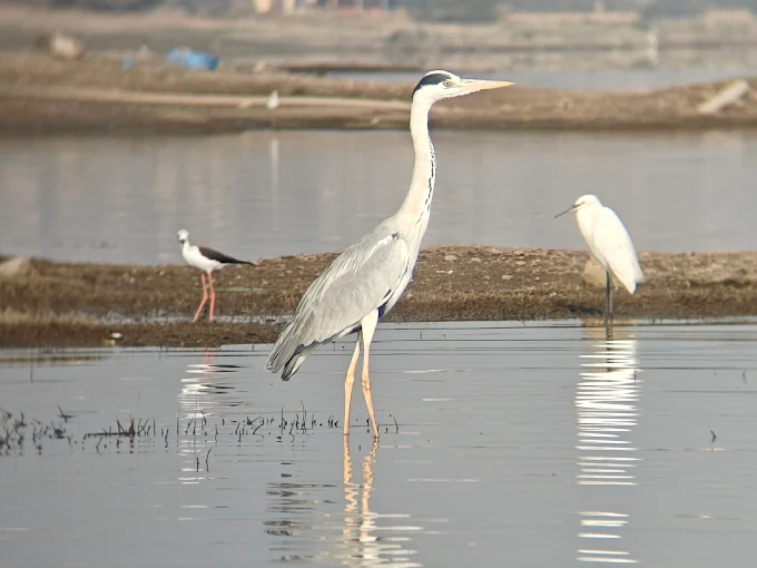 Treated water bring collected