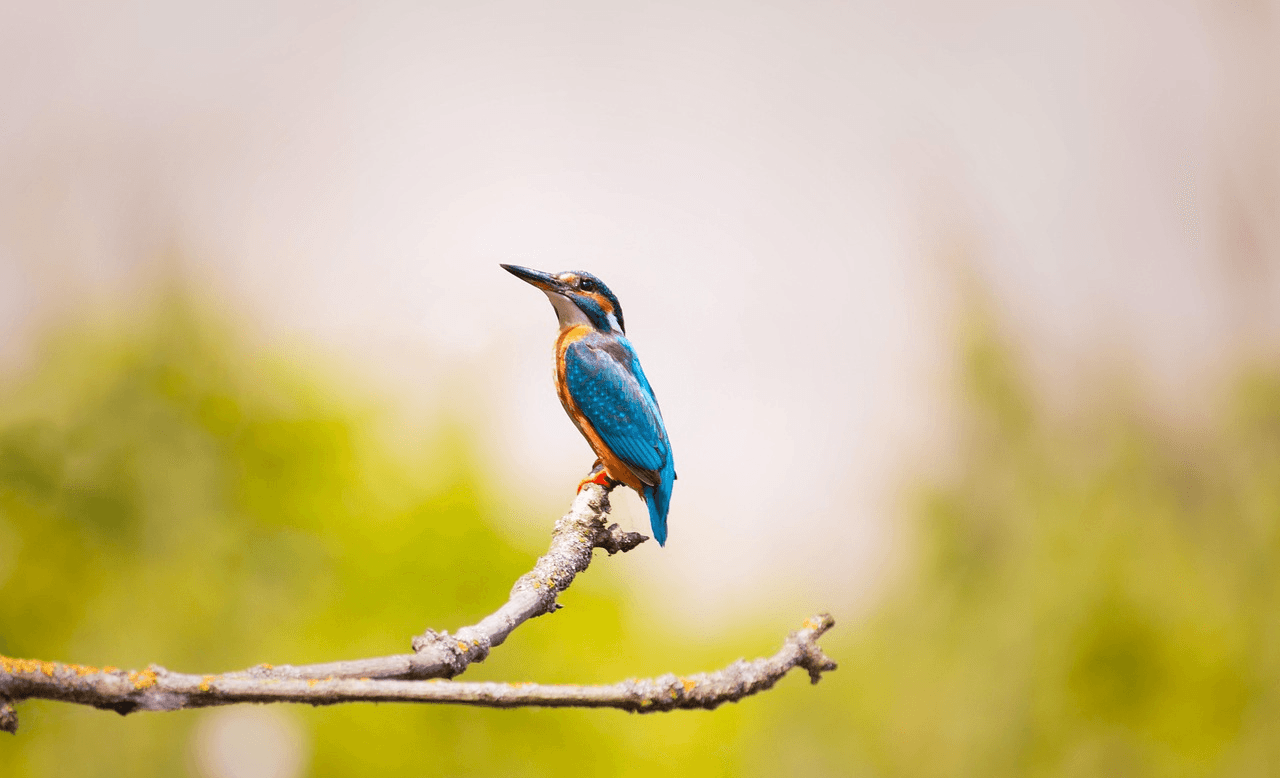 Kingfisher & Partners