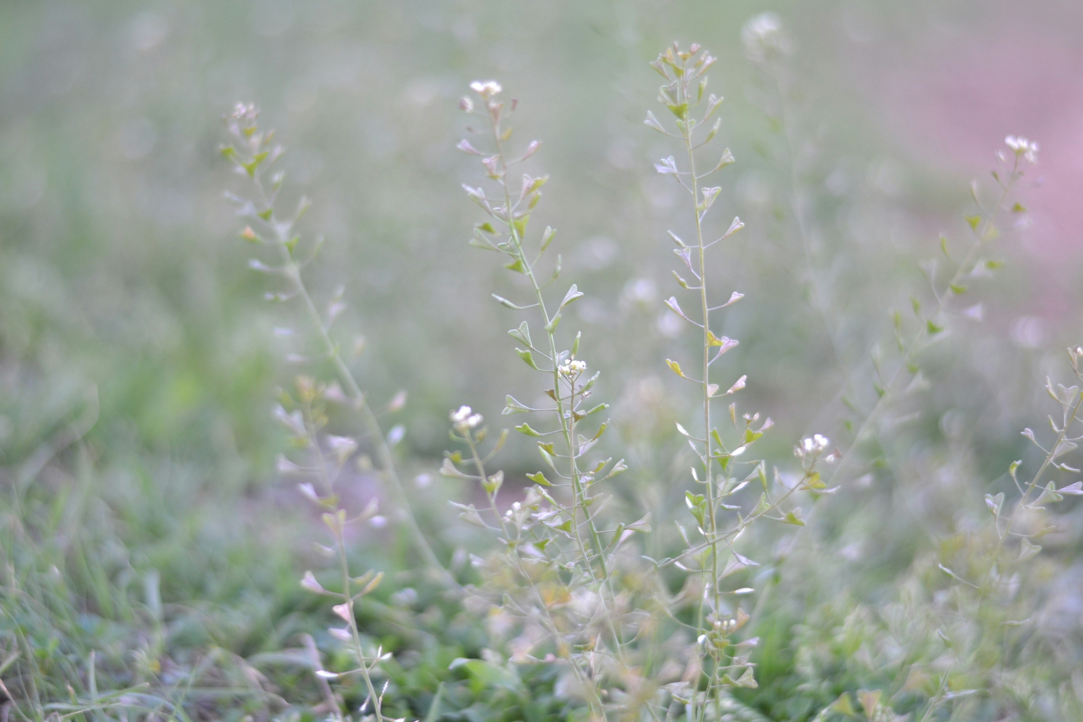 a close up of a plant in a field