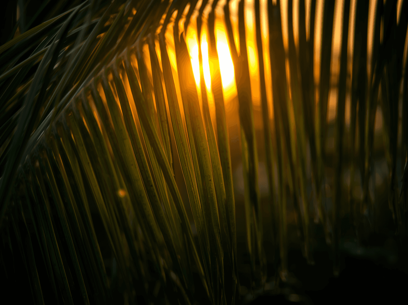 A group of people stand under olive trees, engaged in conversation, in a sunlit orchard with a distant farmhouse visible, illustrating a serene countryside gathering.