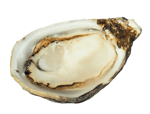 Open Oyster