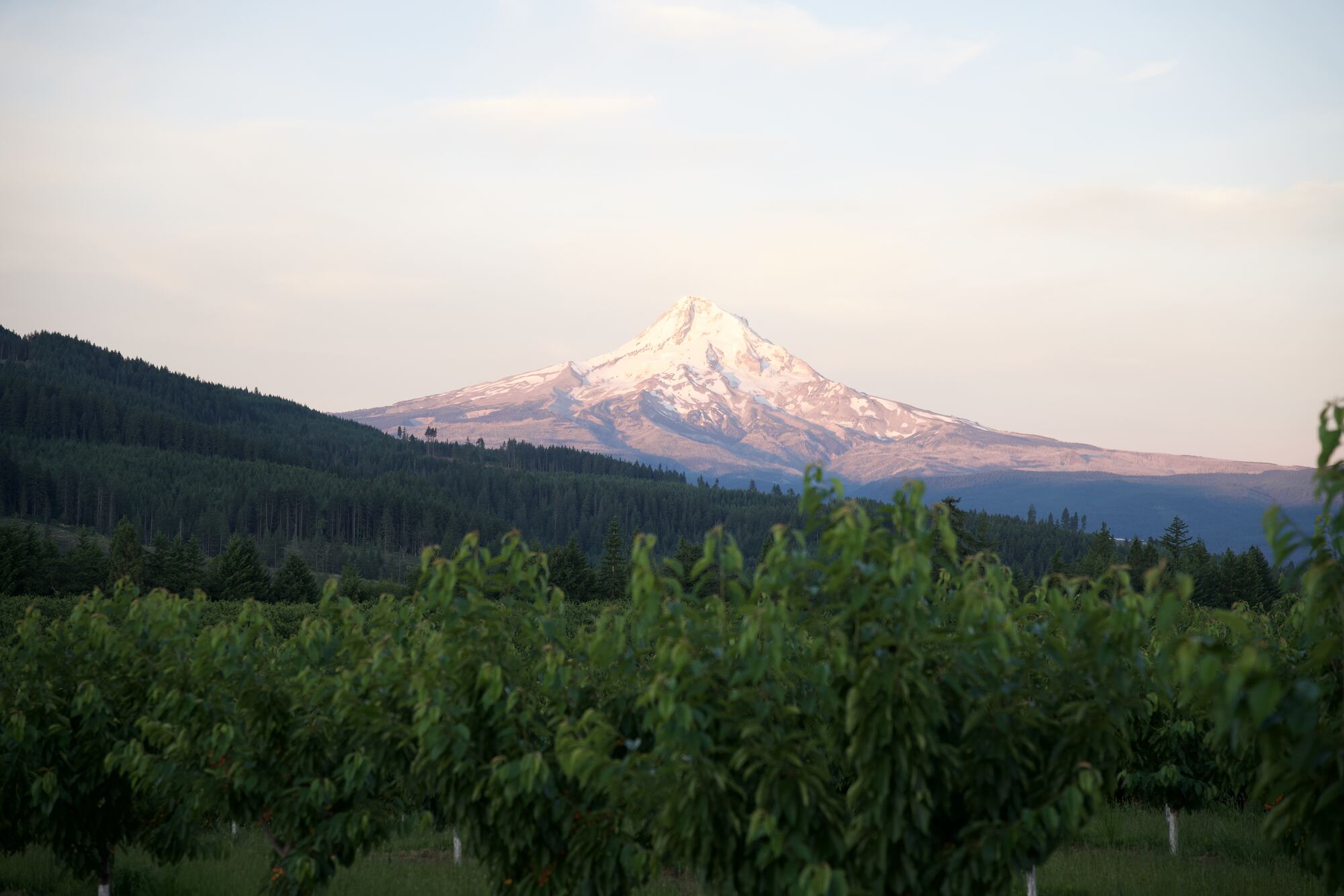 Hood River Cherry Company orchard at first light