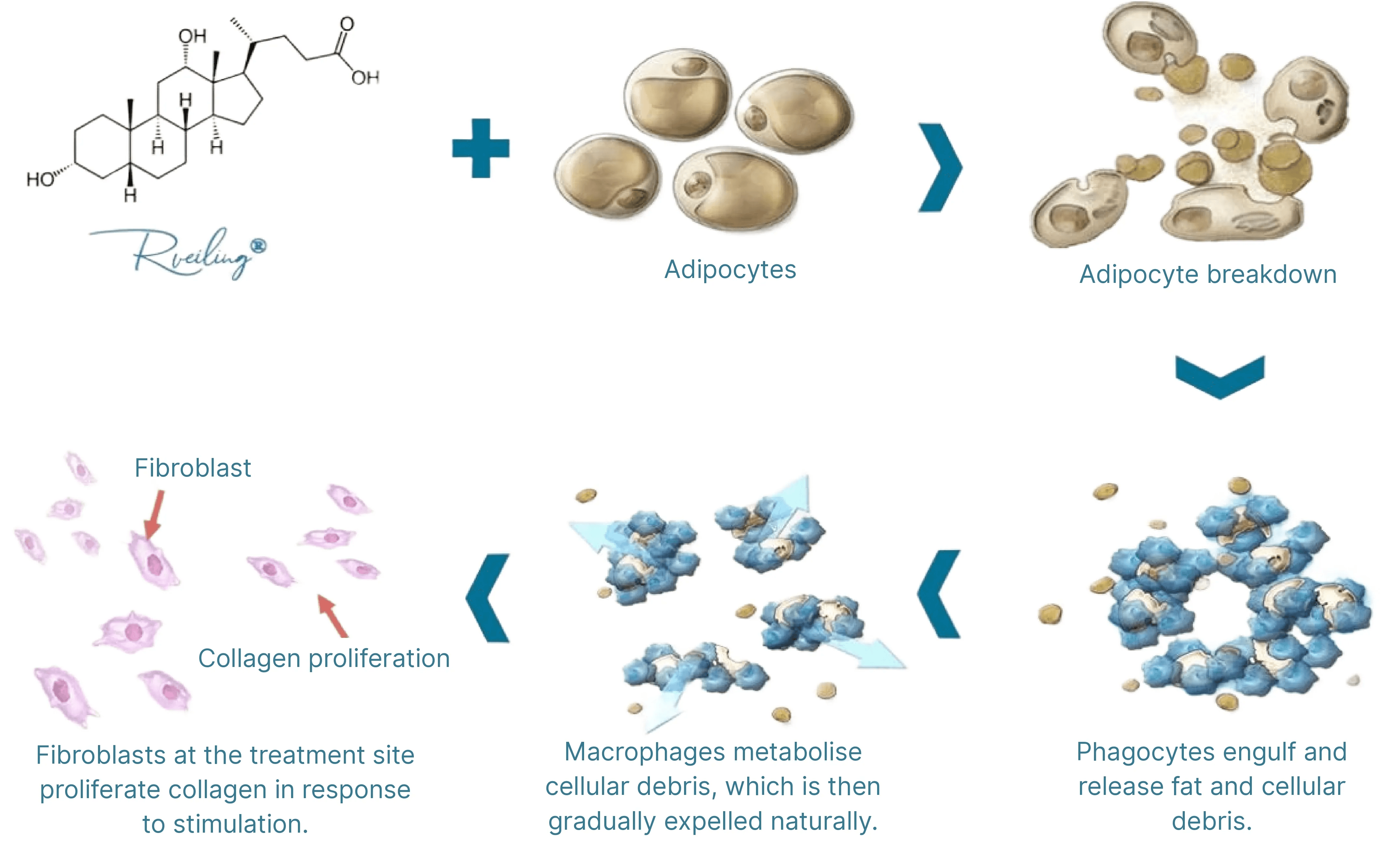 The Mechanism of Deoxycholic Acid (DCA) in Fat Reduction
