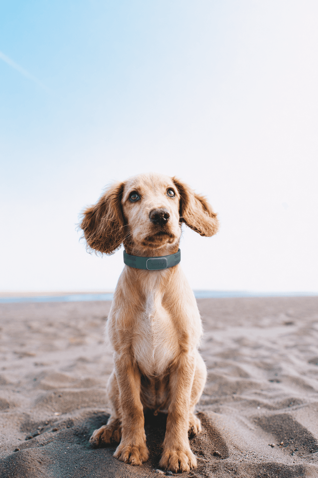 a brown dog sitting on top of a sandy beach