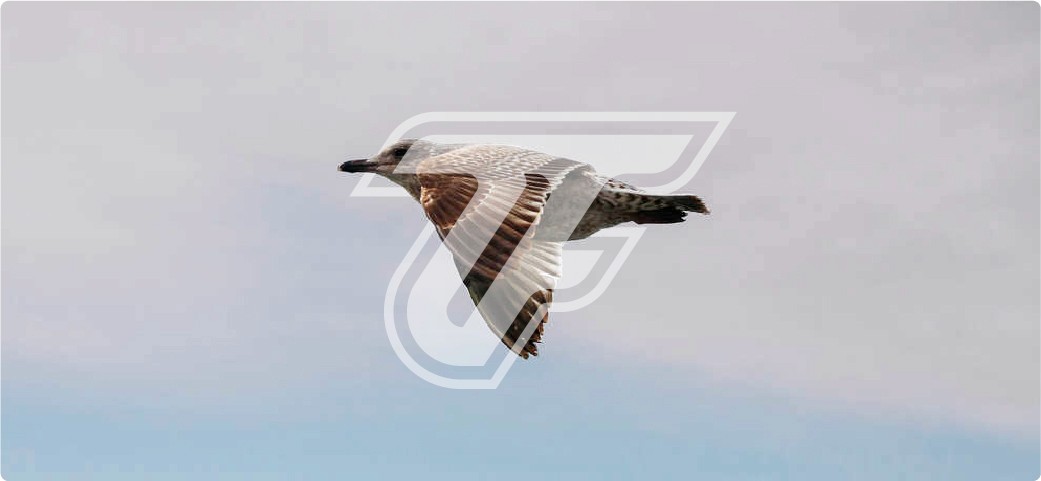 zf tech logo overlay on top of flying bird