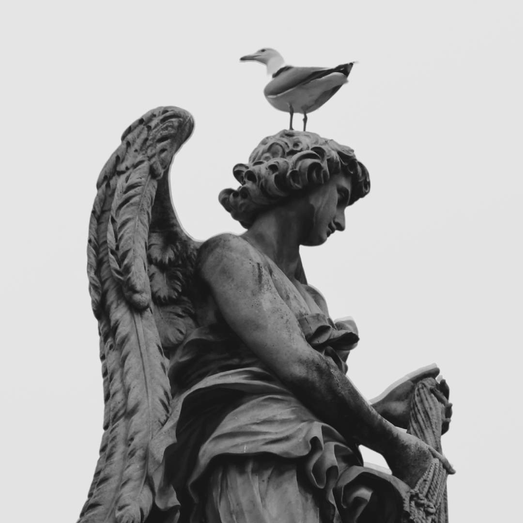 Black and white bird on statue