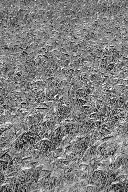 Noleggio jet privato Toscana Italia - Siena Palio San Gimignano Val d'Orcia