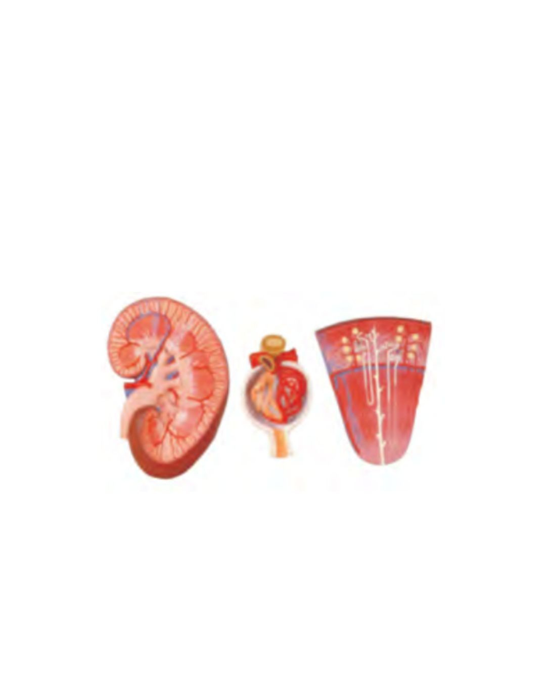 Kidney, Nephron and Glomerulus