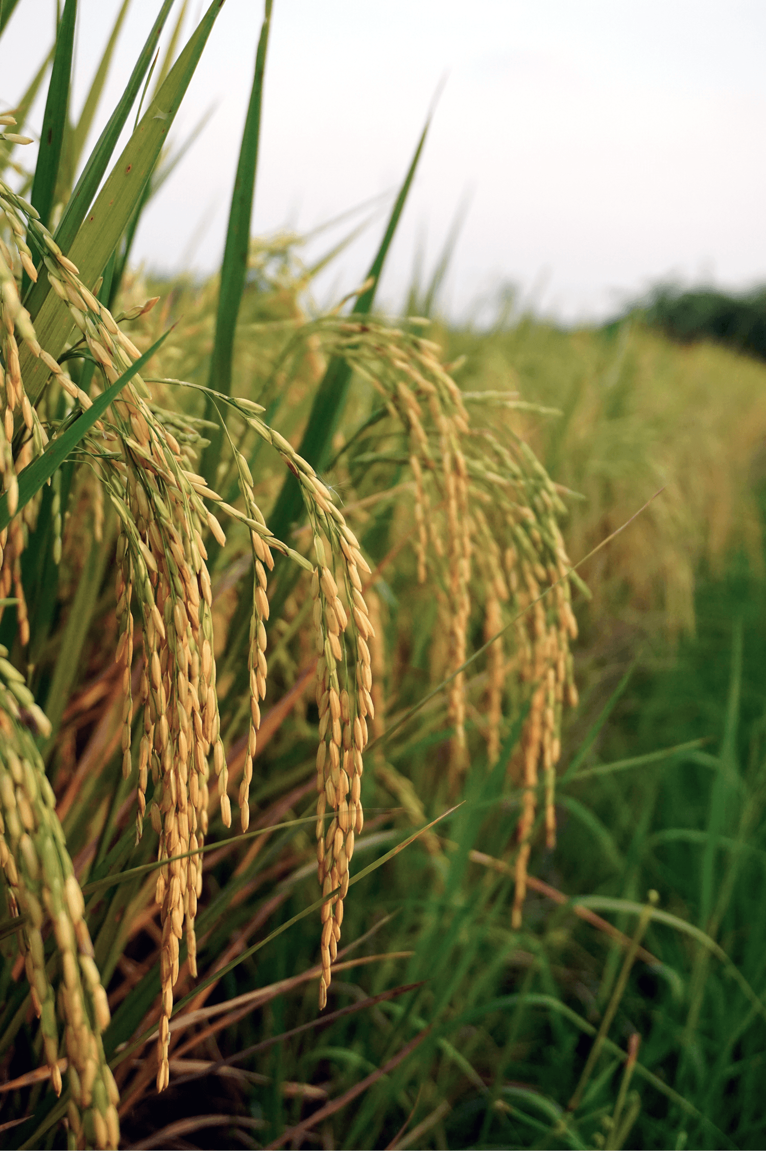 Rice field under natural outdoor conditions, illustrating climate impact on crop performance.