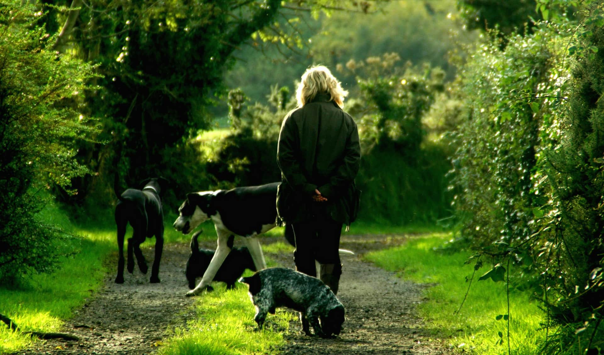 Woman peacefully walking with four dogs in the woods