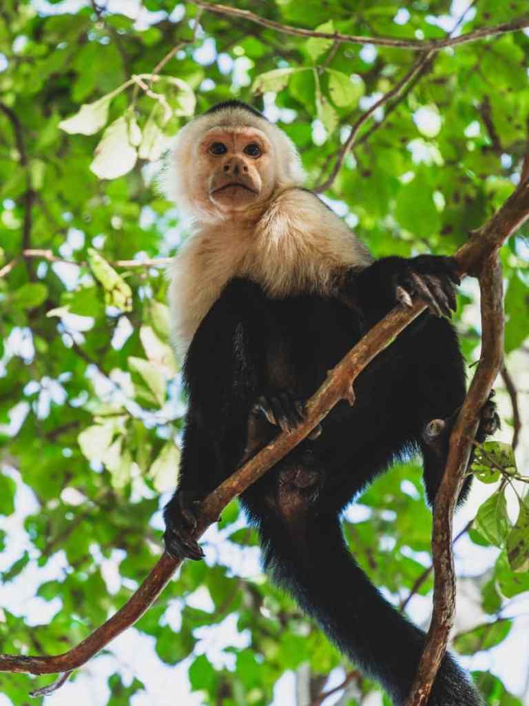 Capuchin monkey, Costa Rica