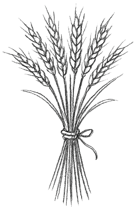 Bundle of wheat