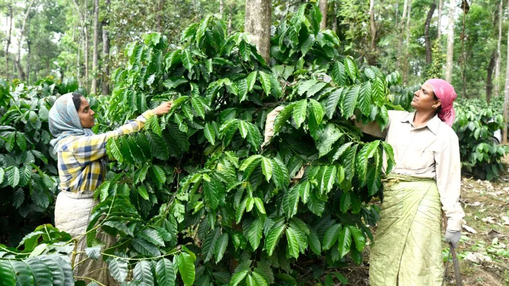 Coffee Harvesting at Swasya